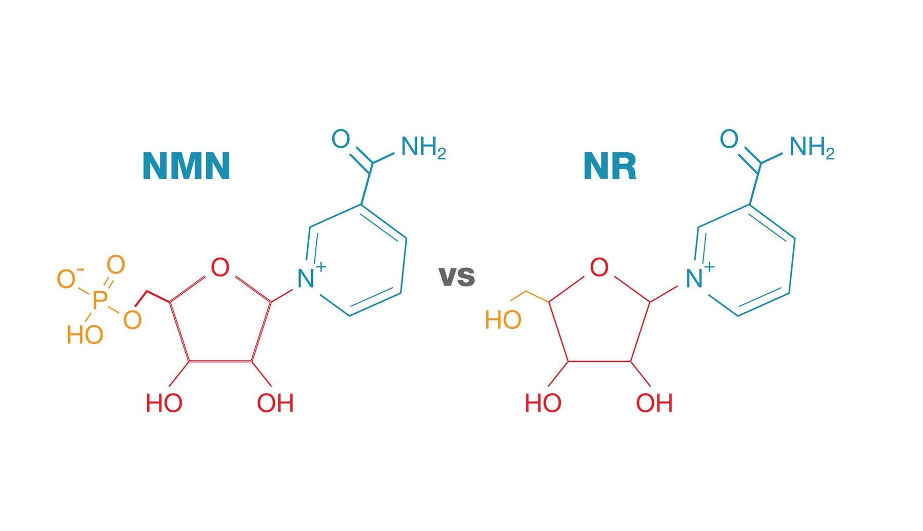 What are the differences between NMN and NR?